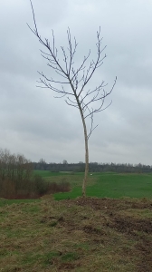 OPERATION PLANTATIONS D'ARBRES