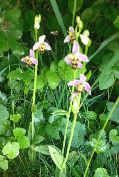 ORCHIDEES SAUVAGES EN FLEUR